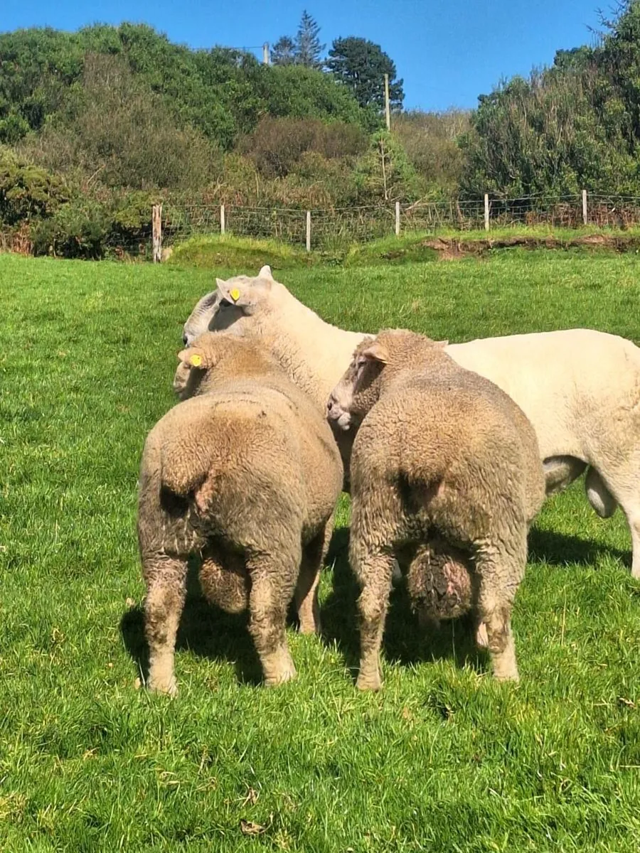Dorset rams - Image 2