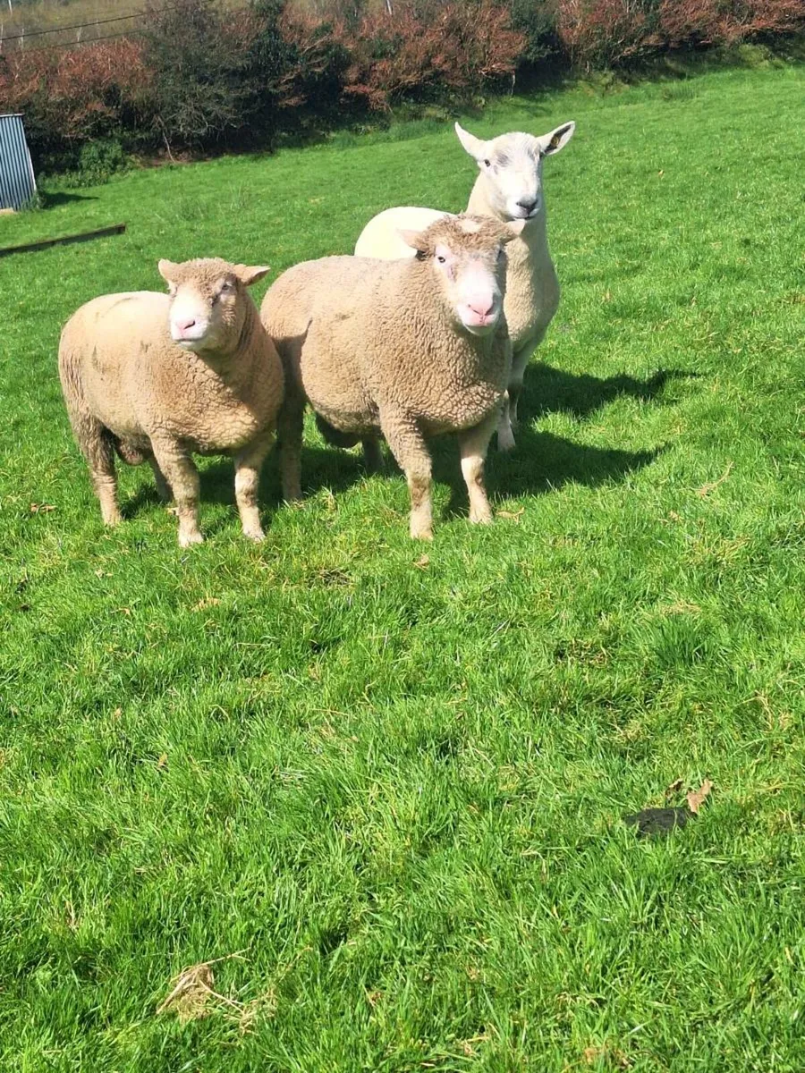 Dorset rams - Image 1