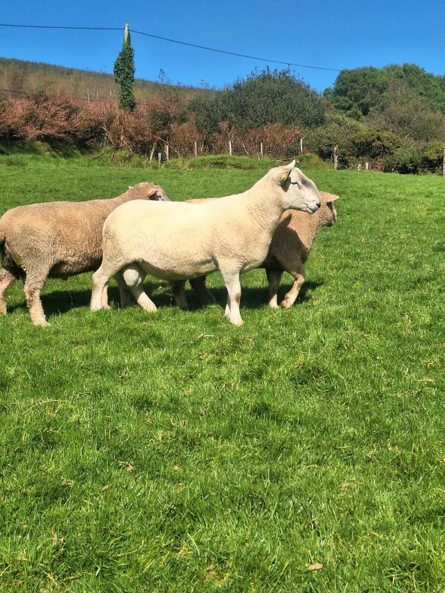 Dorset rams - Image 3