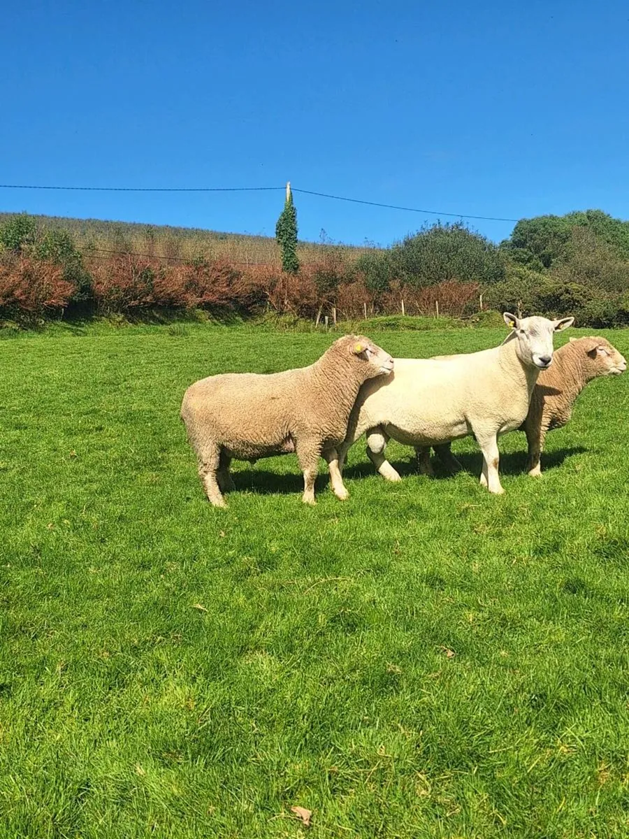 Dorset rams - Image 4