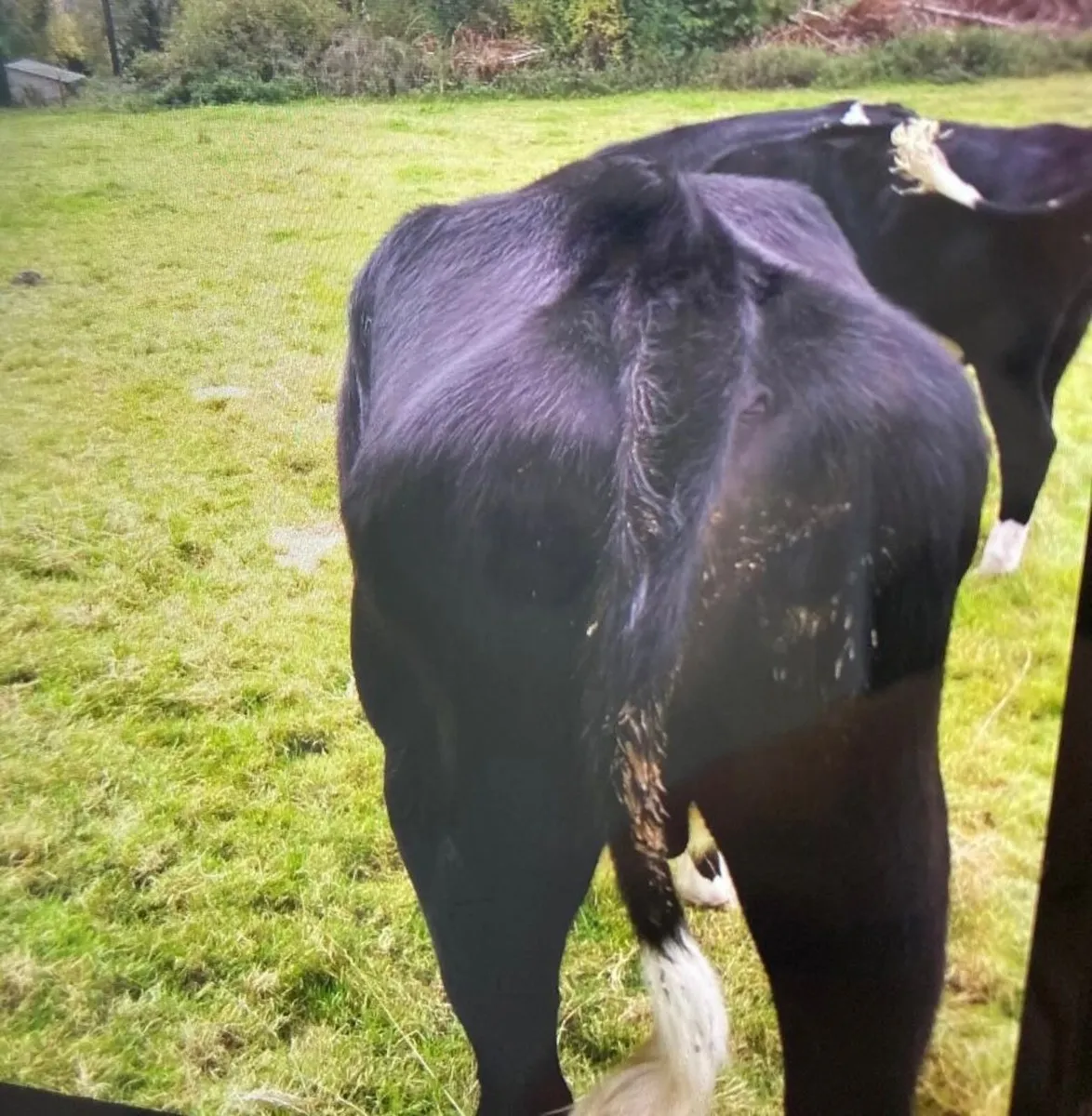 4 Friesian Bullocks - Image 1