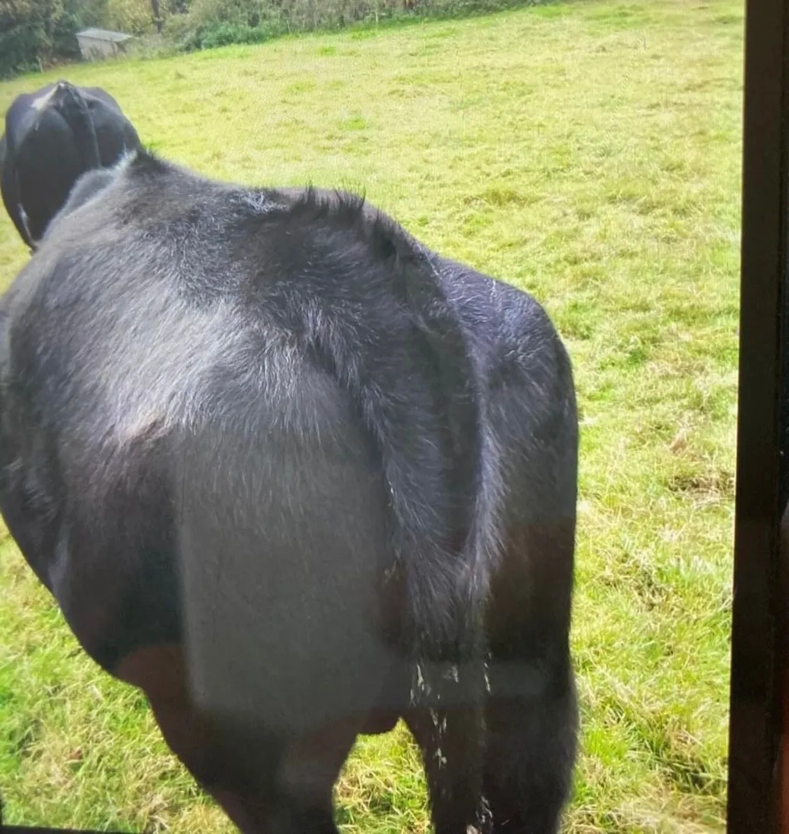 4 Friesian Bullocks - Image 2