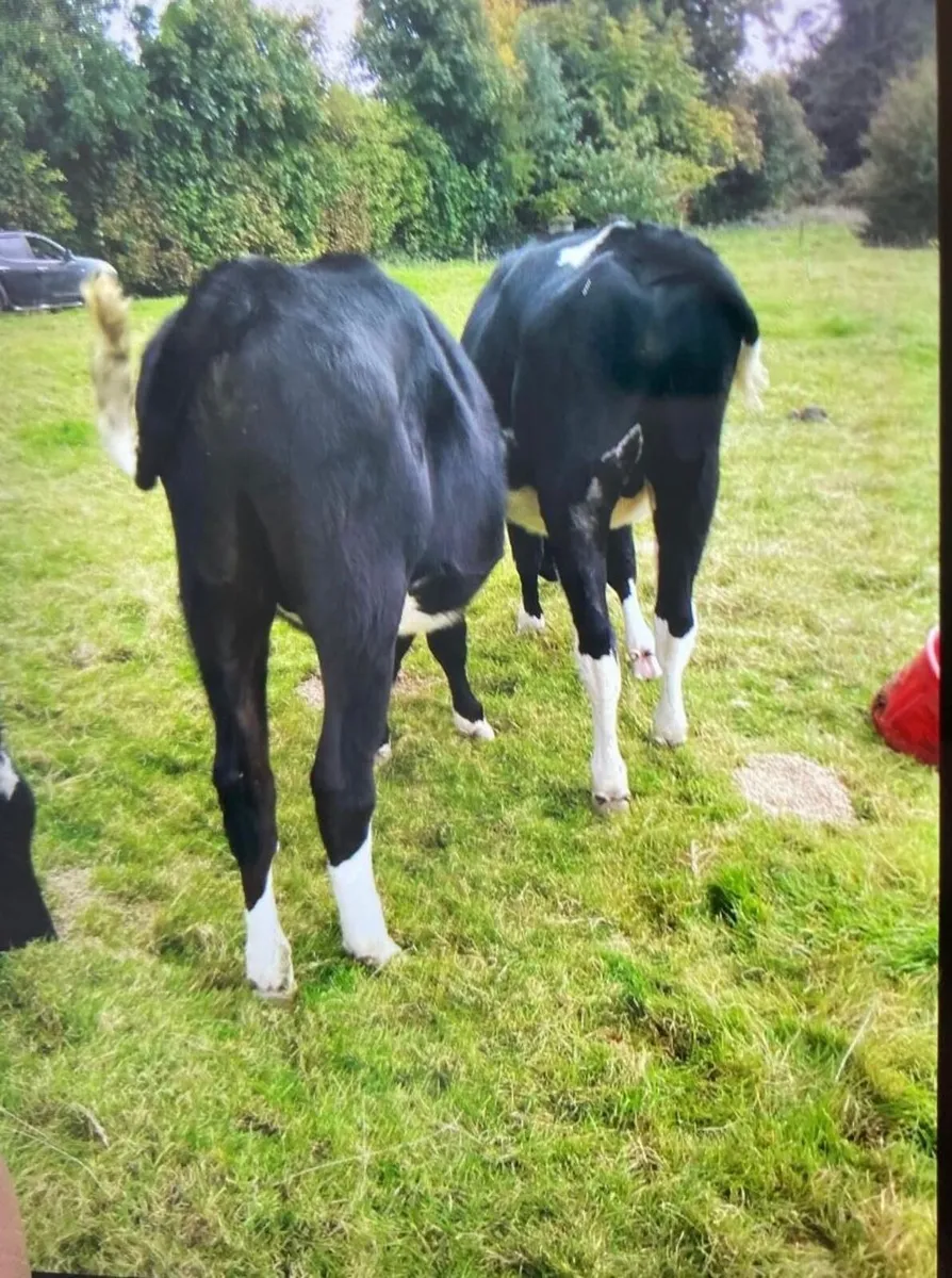 4 Friesian Bullocks - Image 3