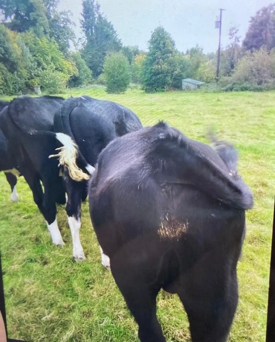 4 Friesian Bullocks - Image 4
