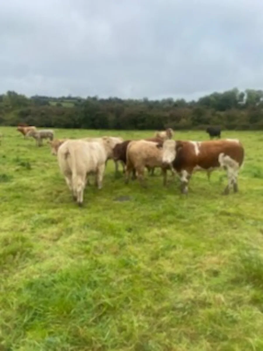 Bull weanlings for Elphin Monday - Image 2