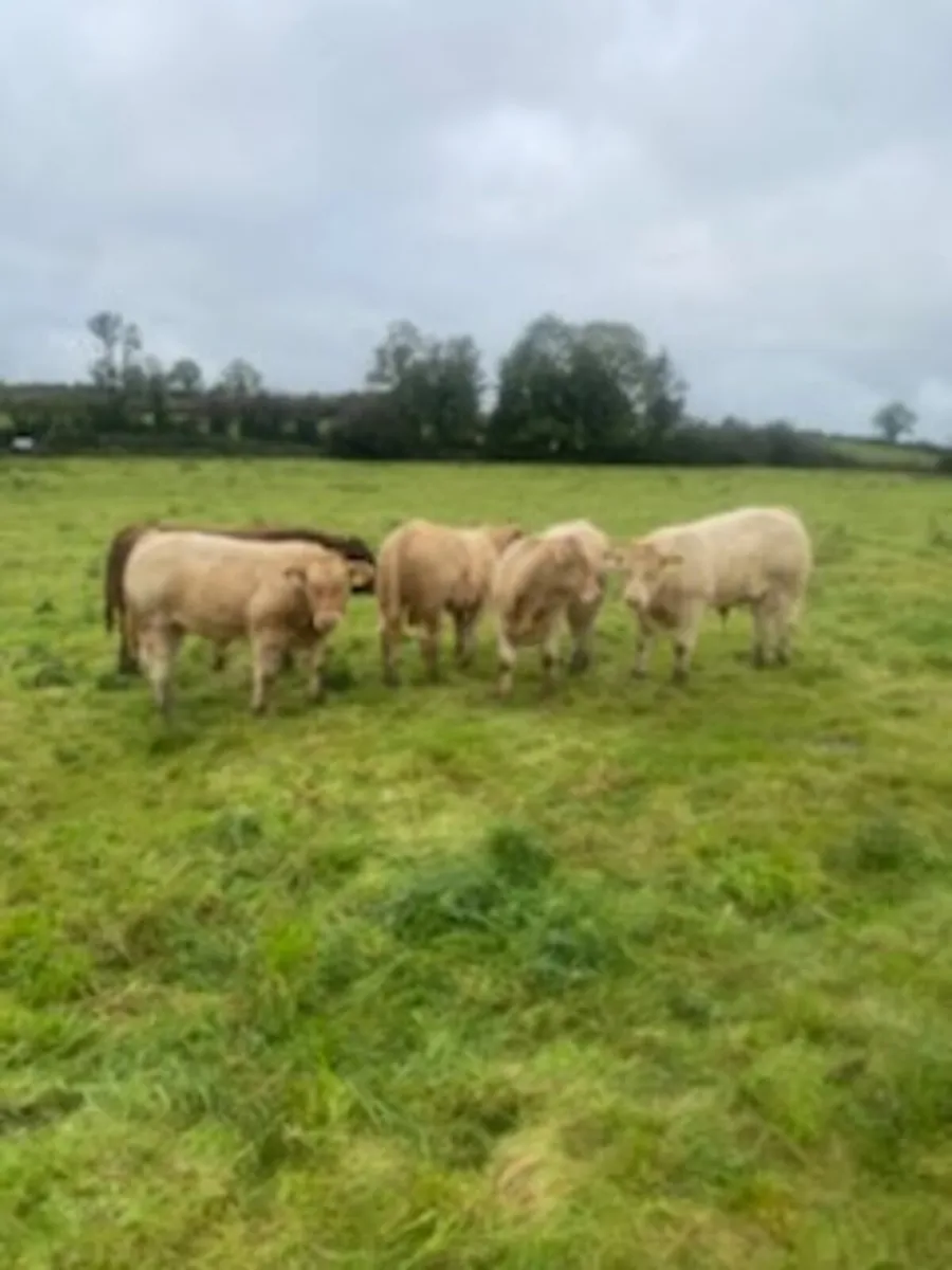 Bull weanlings for Elphin Monday - Image 3