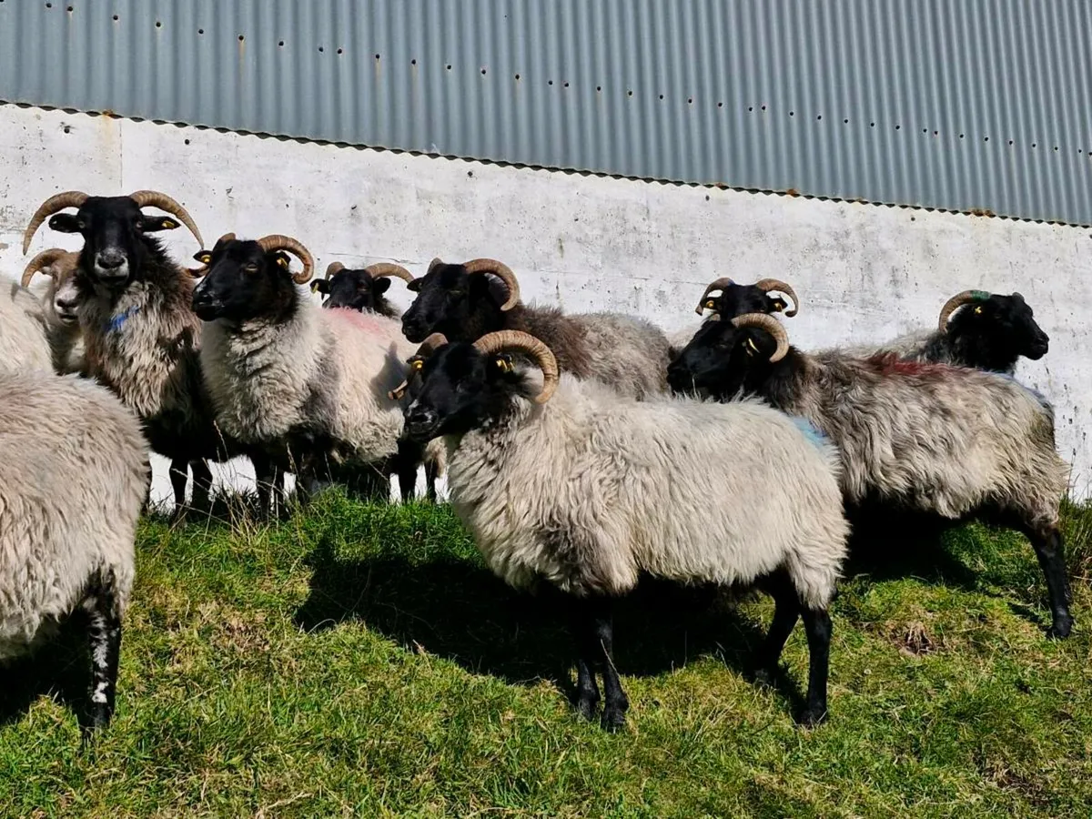 Blackface Mountain Ewes - Image 1