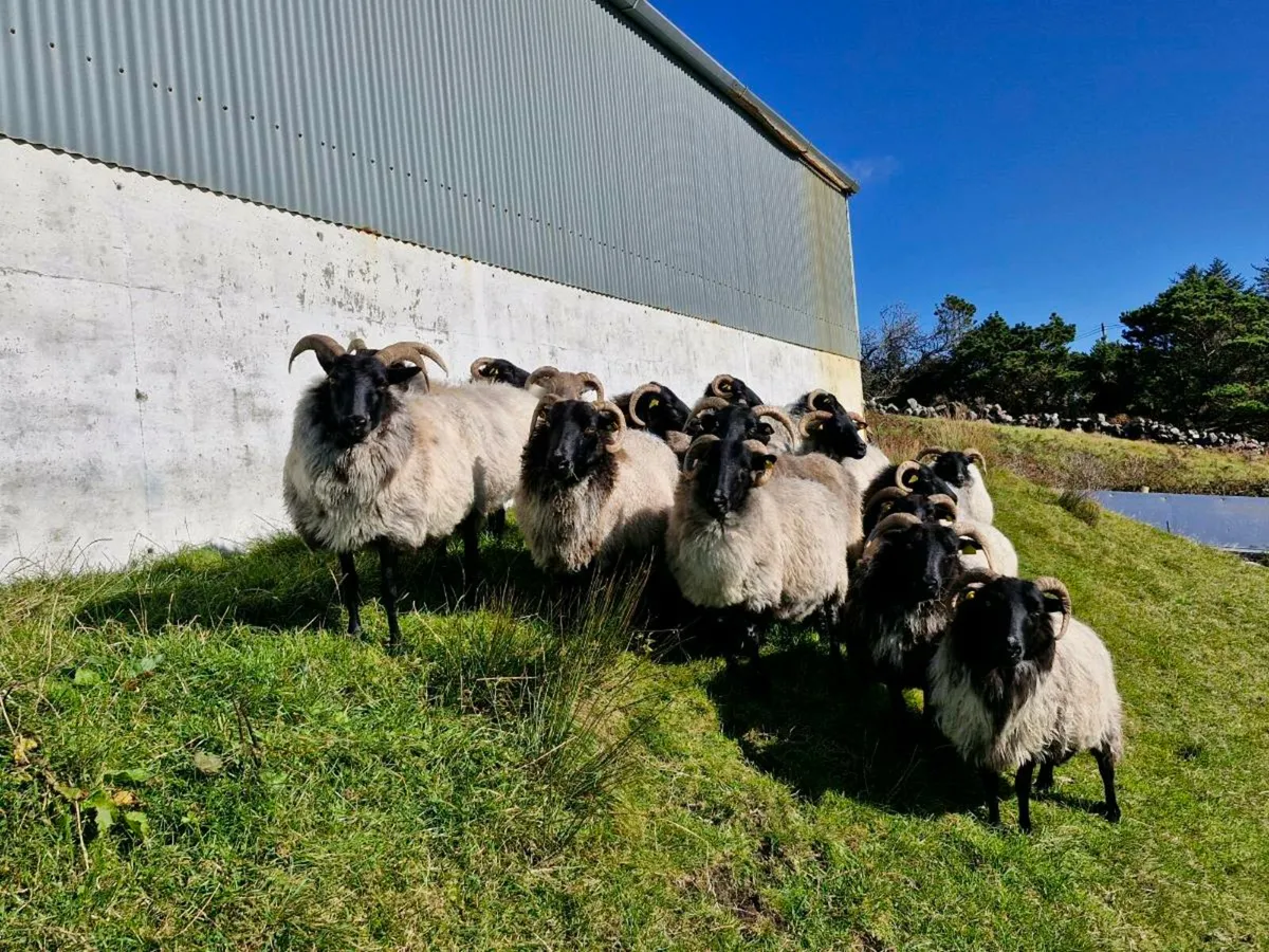 Blackface Mountain Ewes - Image 2