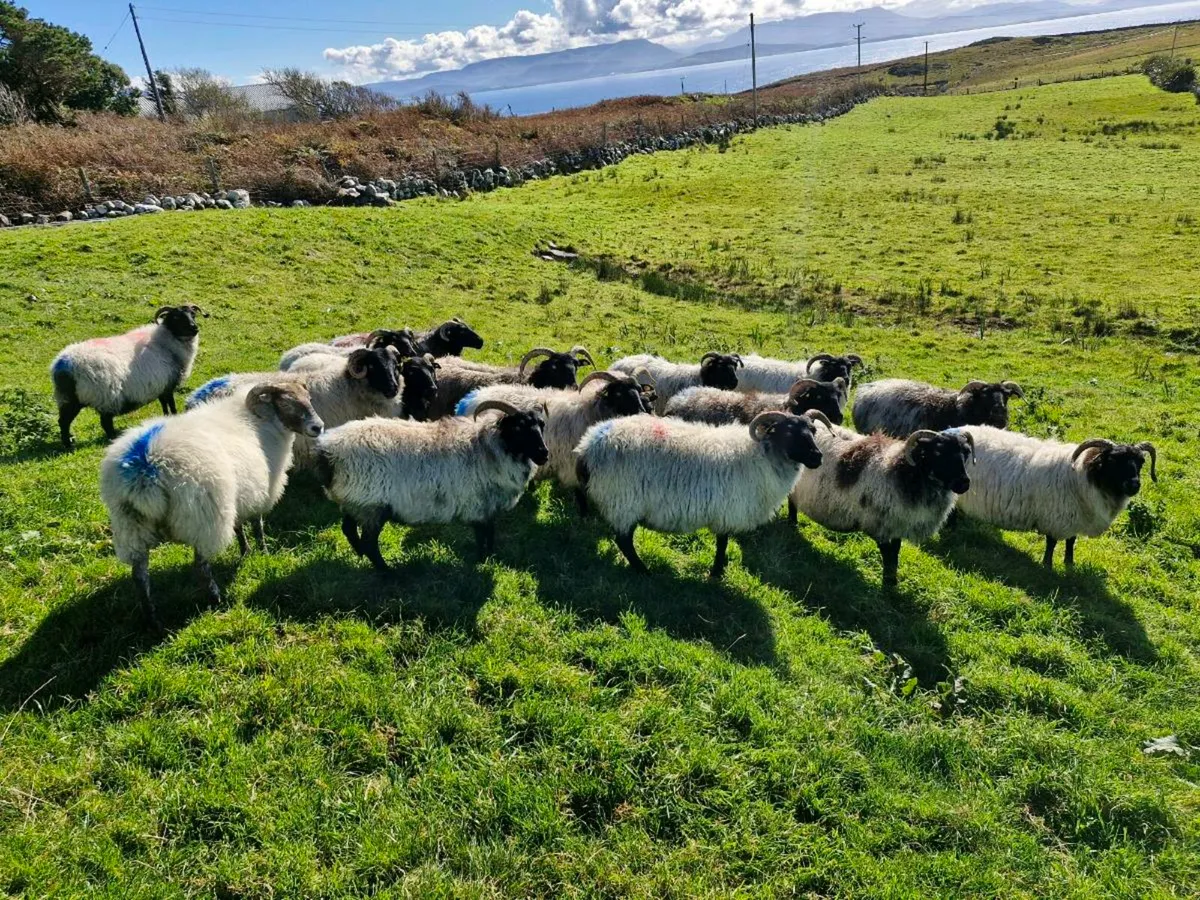 Blackface Mountain Ewes - Image 3