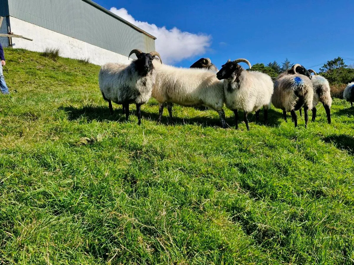Blackface Mountain Ewes - Image 4