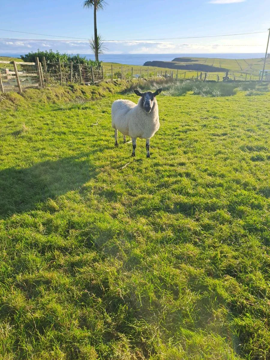 Milford Ram - Image 1