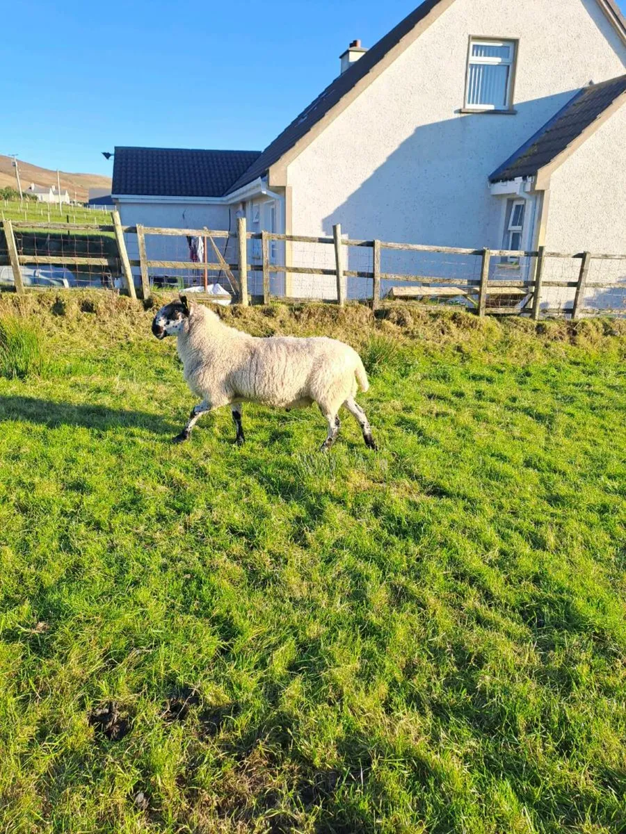 Milford Ram - Image 2