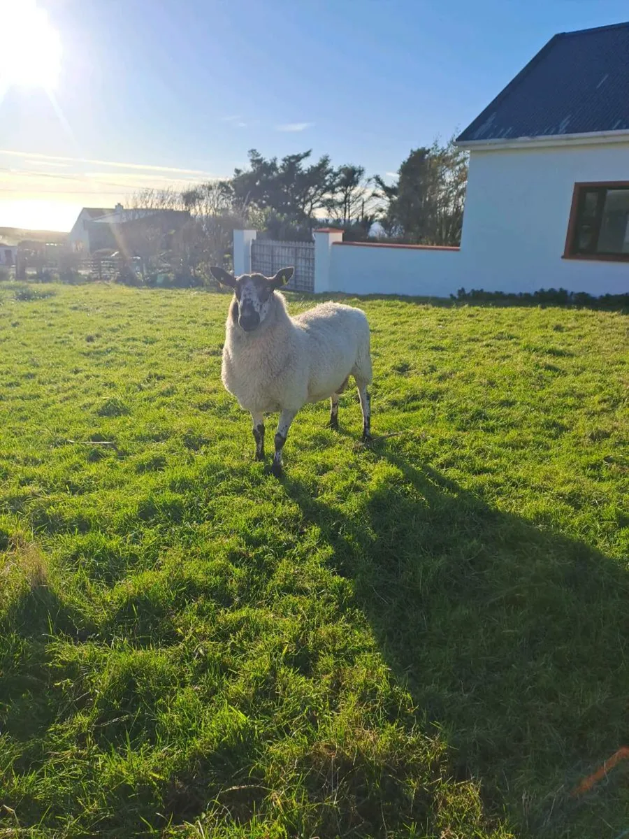 Milford Ram - Image 3
