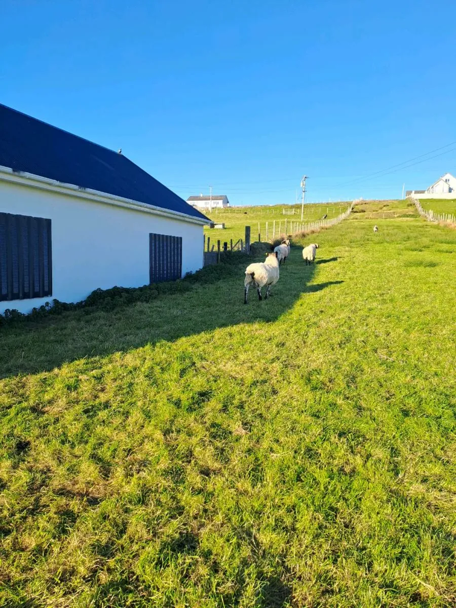 Milford Ram - Image 4