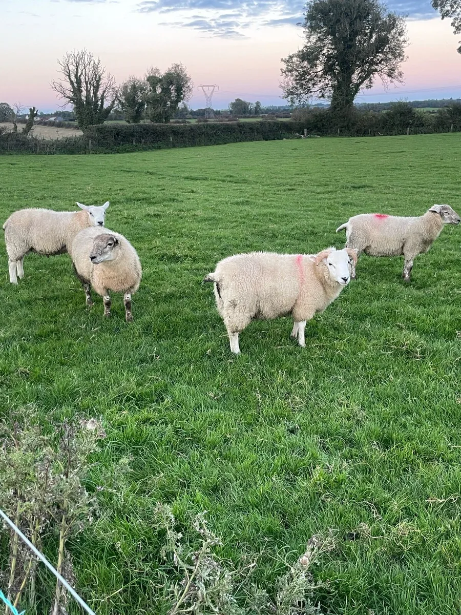 Ram lambs - Image 1