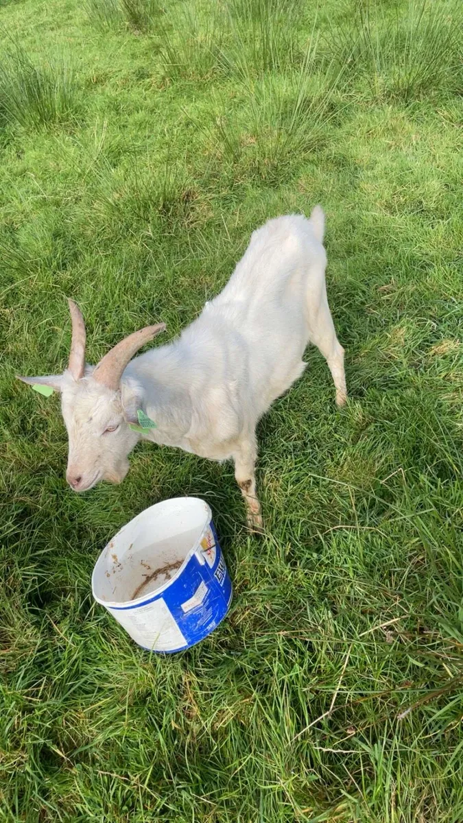 Buck goat