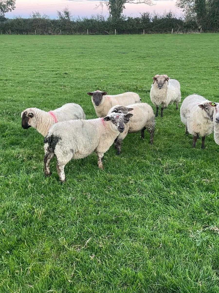 Ram lambs - Image 2