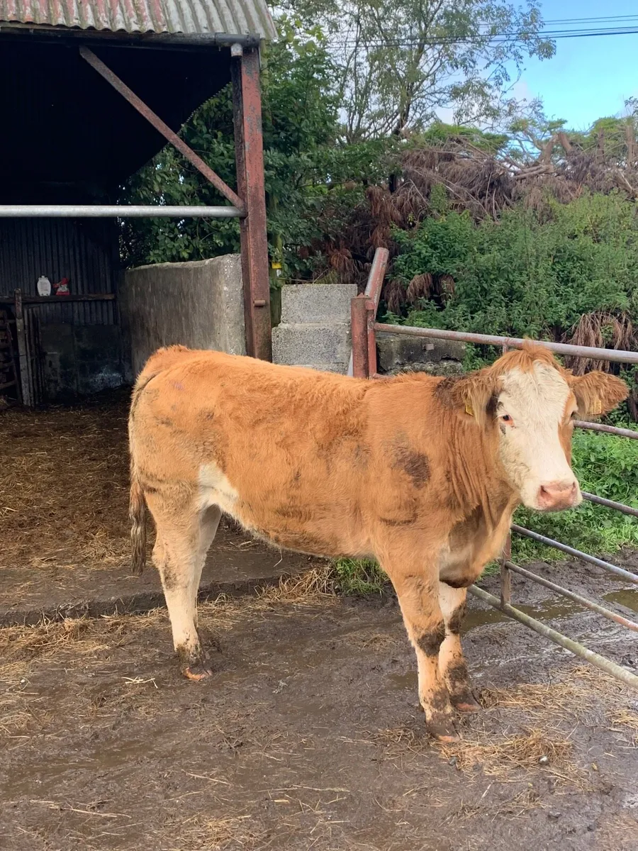 Super LMX bulling heifer for sale - Image 1