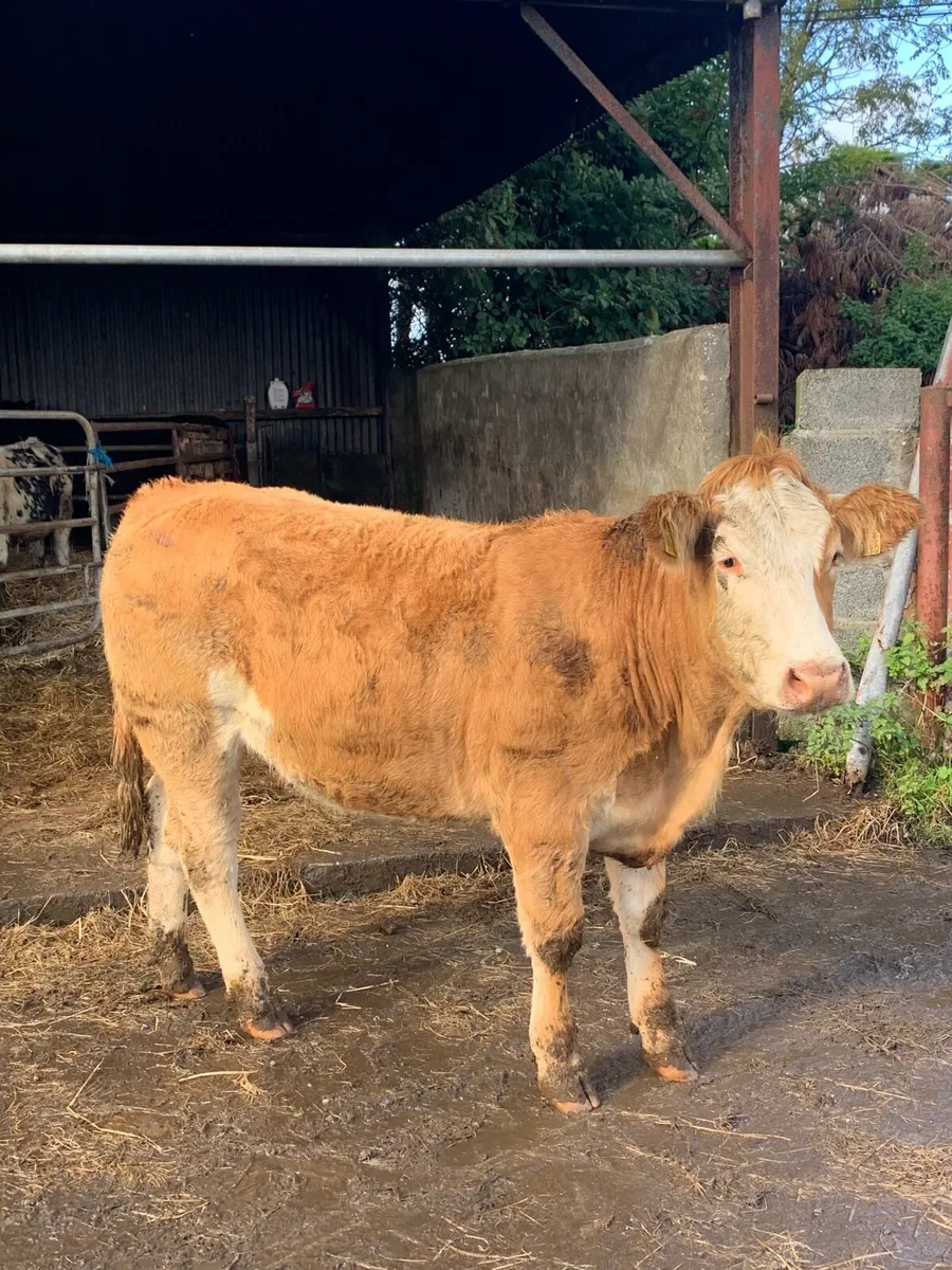 Super LMX bulling heifer for sale - Image 2