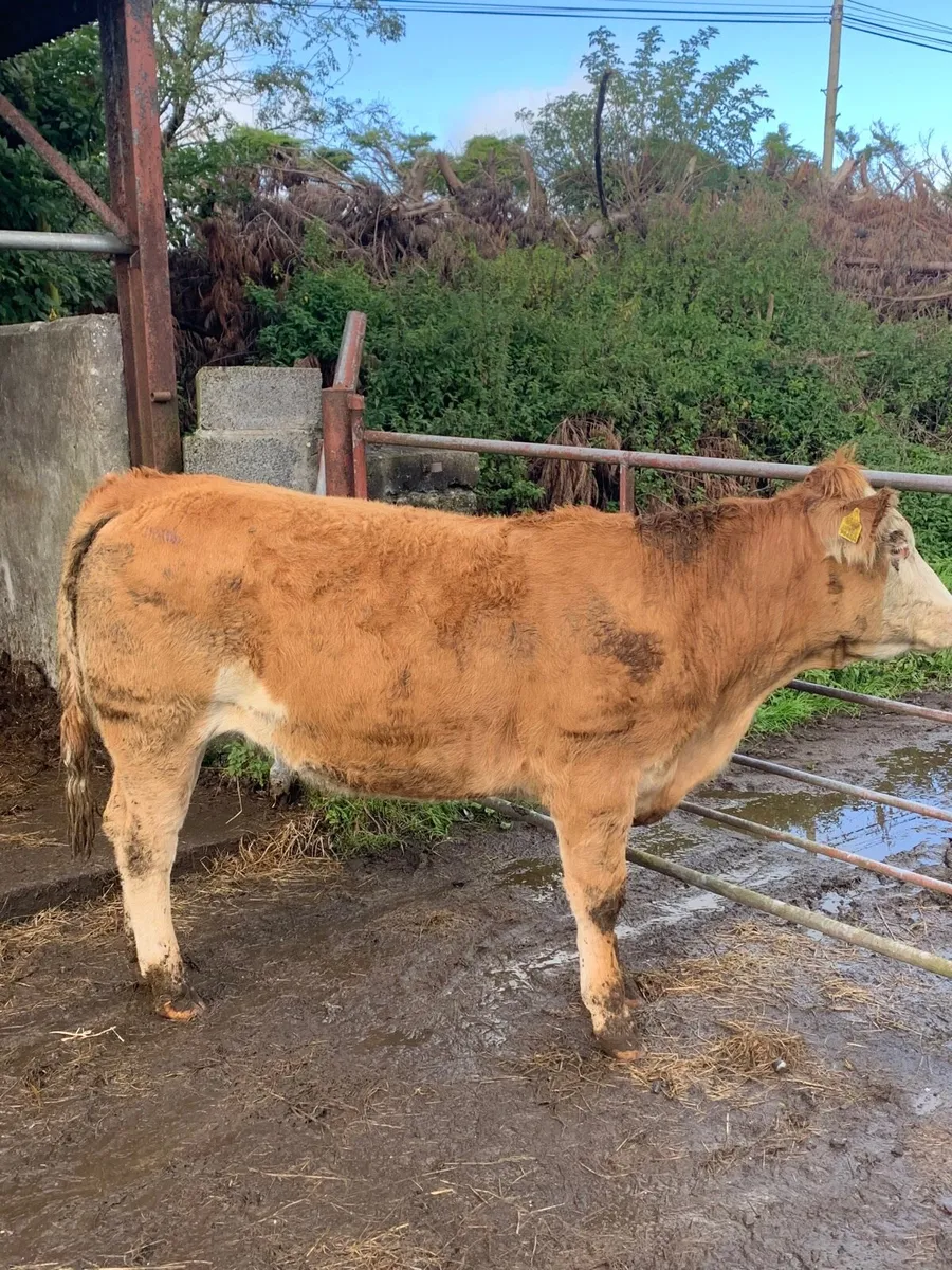 Super LMX bulling heifer for sale - Image 3