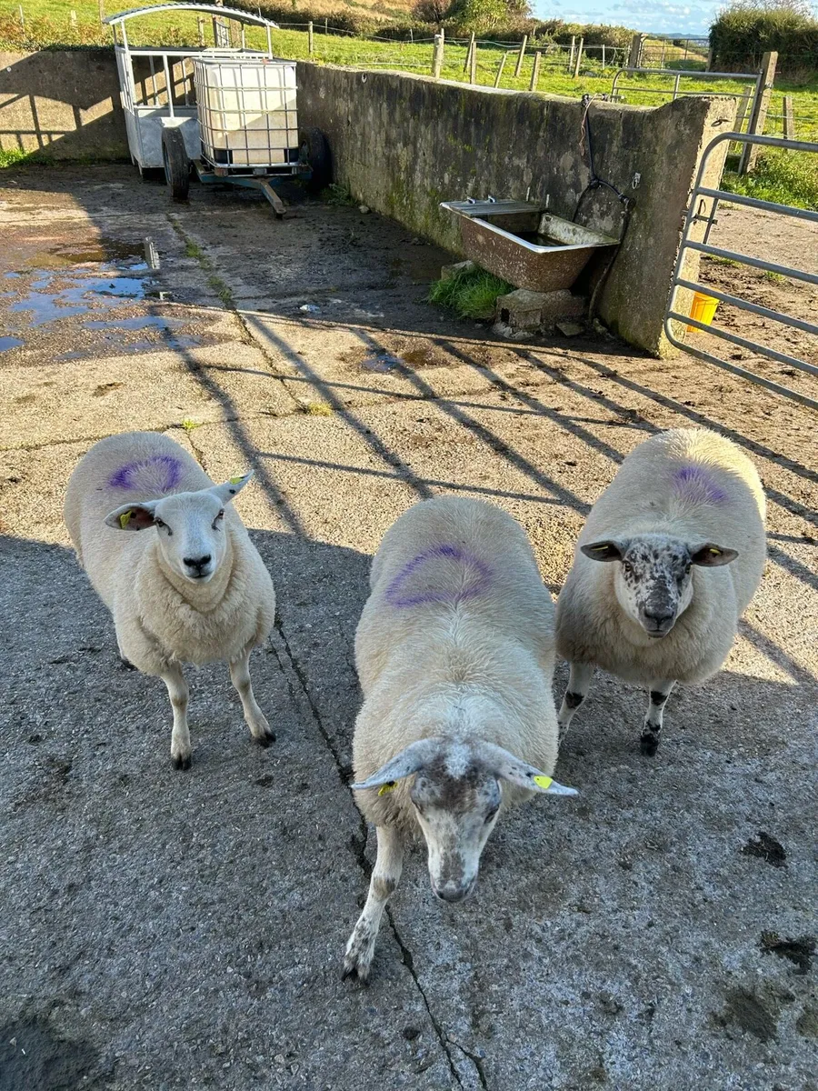 3 ewe lambs - Image 1