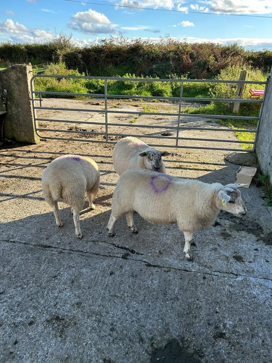 3 ewe lambs - Image 2