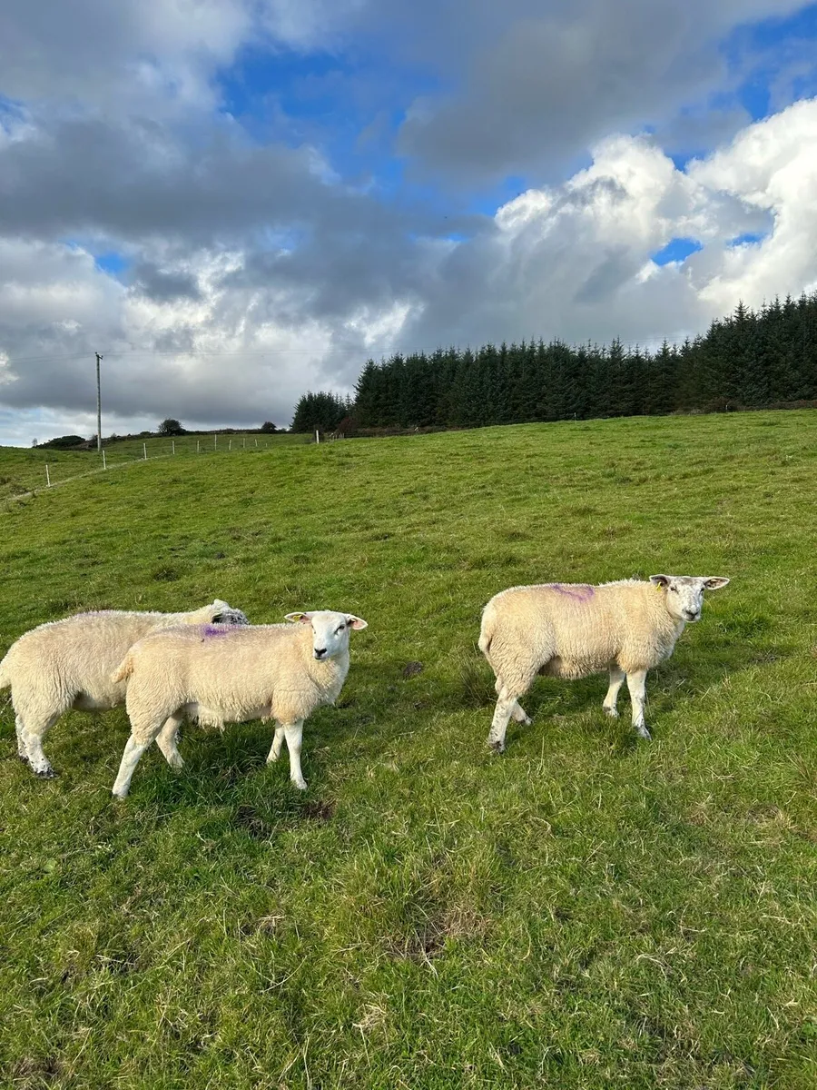 3 ewe lambs - Image 3