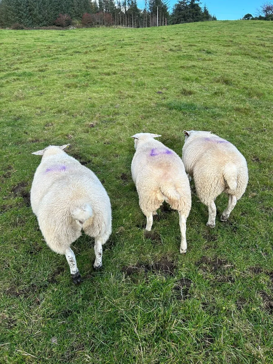 3 ewe lambs - Image 4