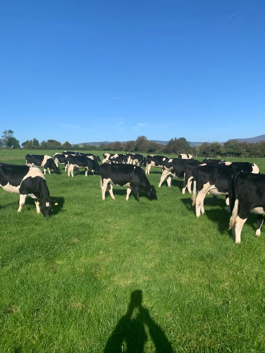 25 in calf British Friesian Heifers - Image 1