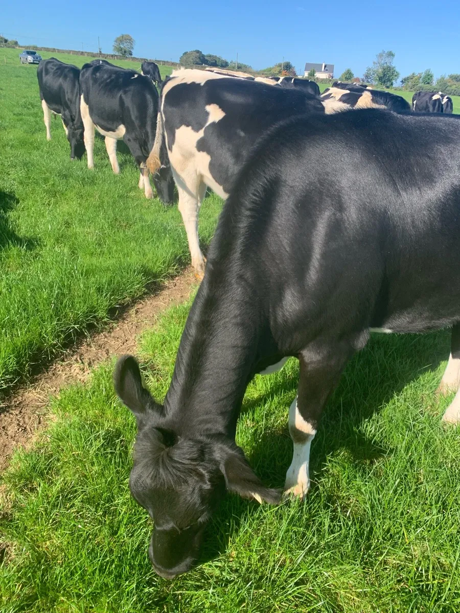 25 in calf British Friesian Heifers - Image 2
