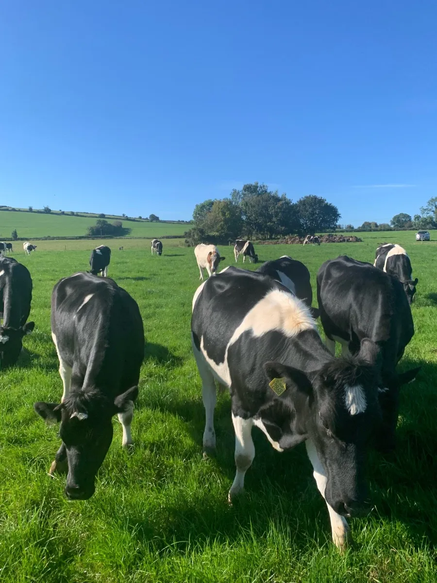 25 in calf British Friesian Heifers - Image 3