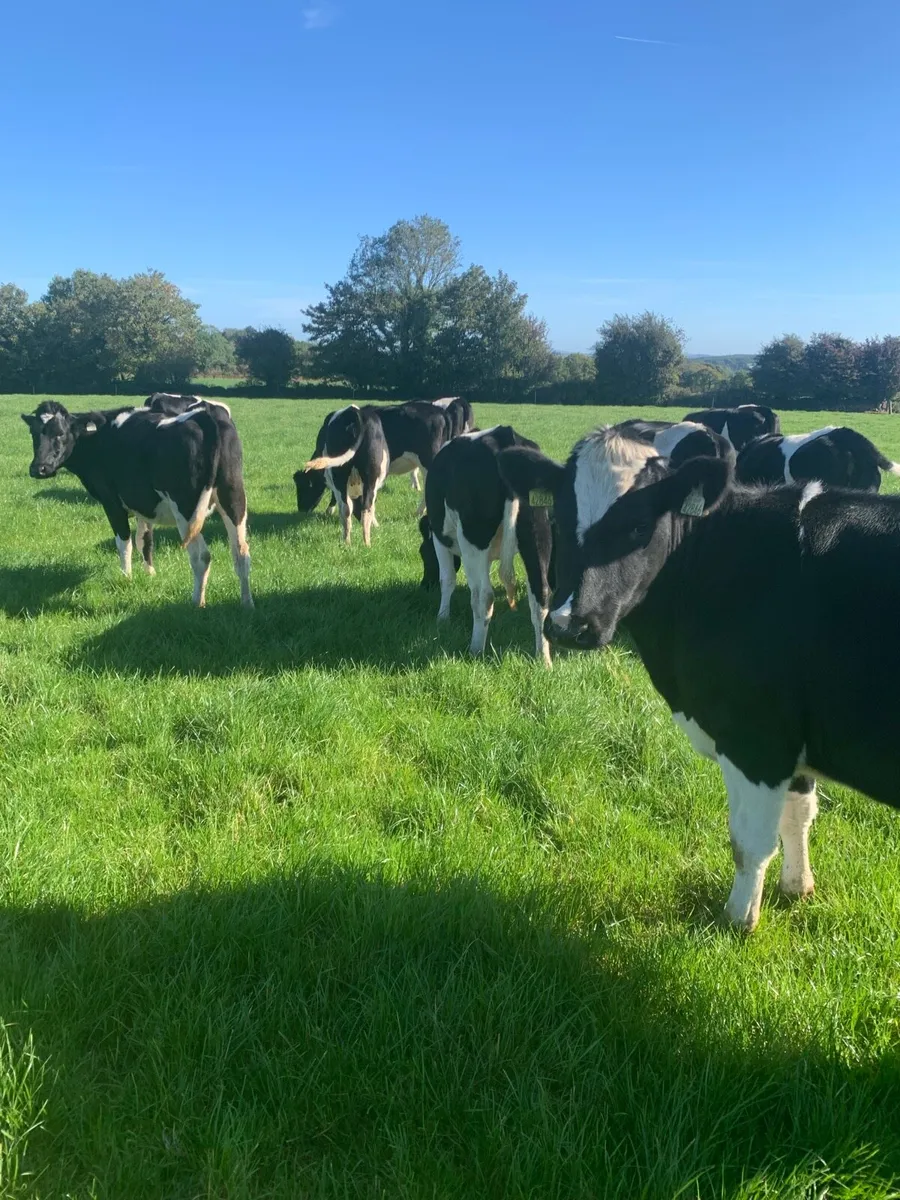 25 in calf British Friesian Heifers - Image 4