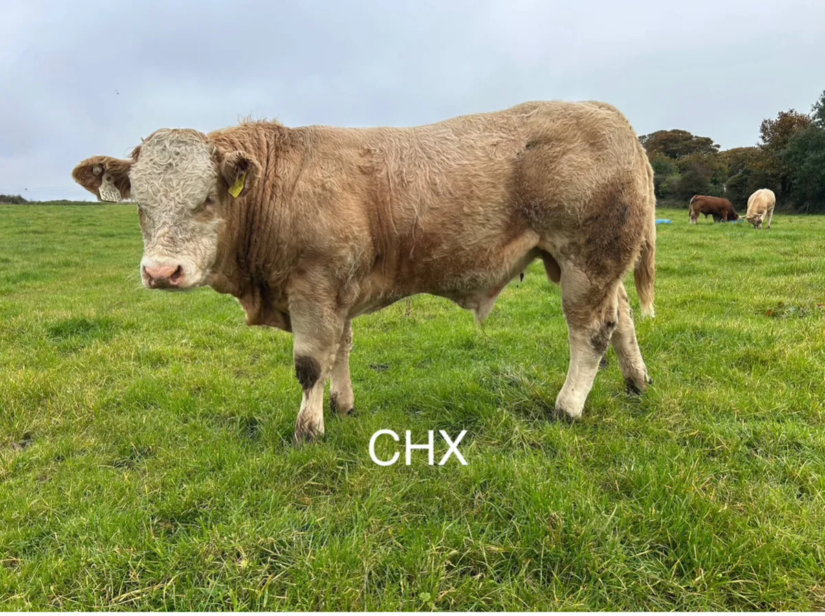 Bull Weanlings - Balla Mart - 30th Sept - Image 2