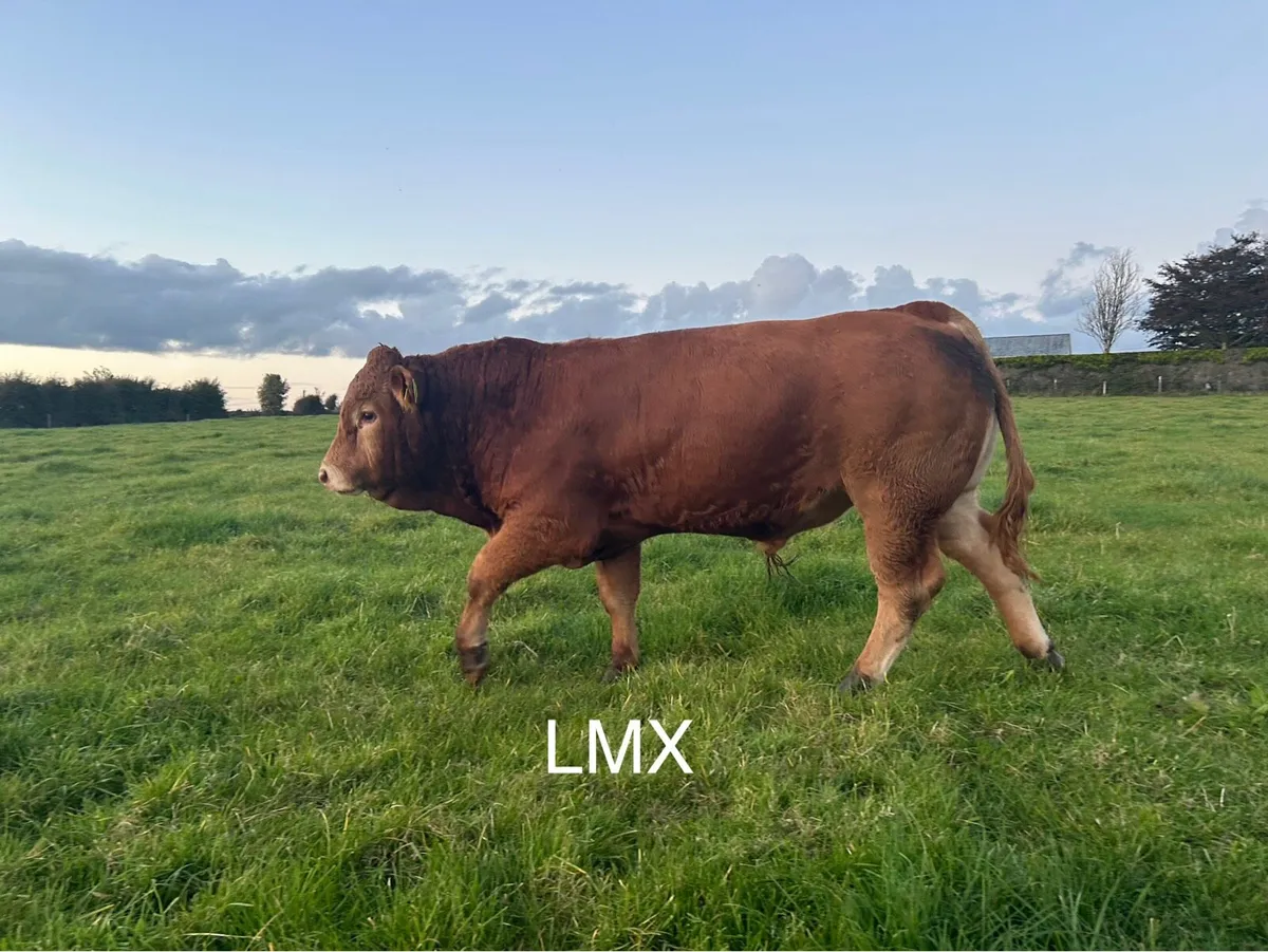 Bull Weanlings - Balla Mart - 30th Sept - Image 3