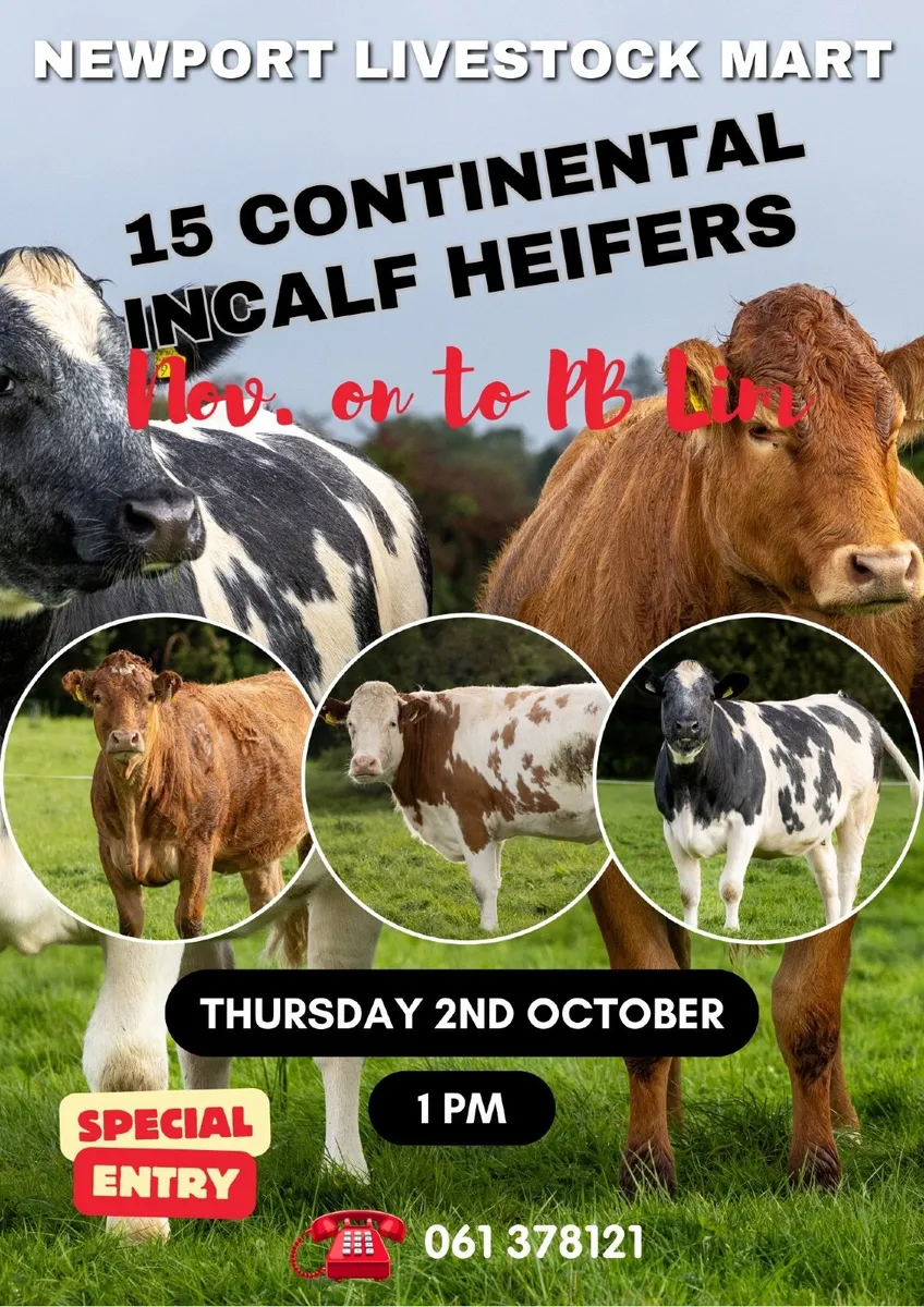 15 Incalf Suckler Heifers- Due Nov on to PB Lim - Image 1