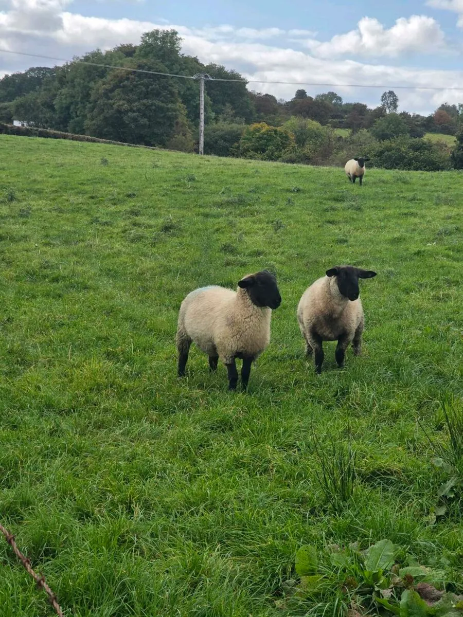 Ewe lambs