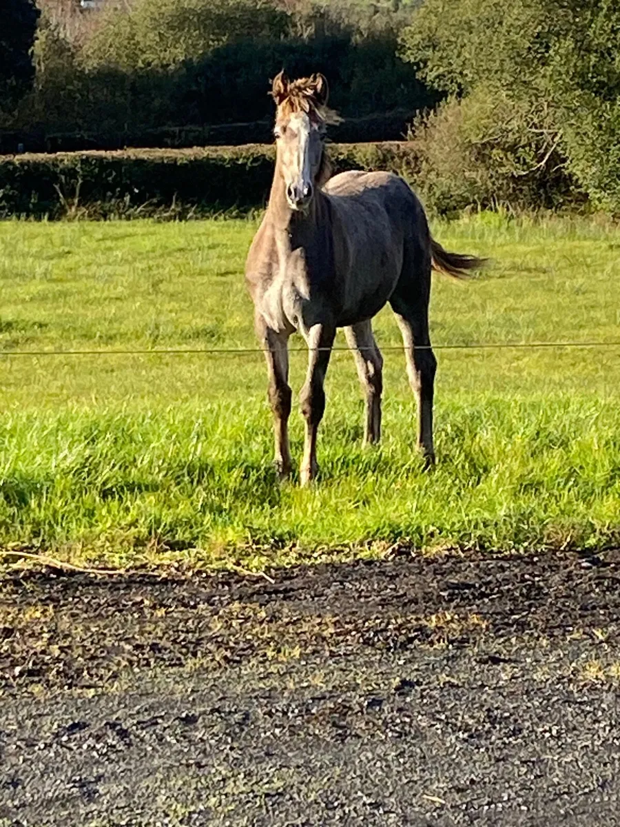 Irish Draught foal - Image 1