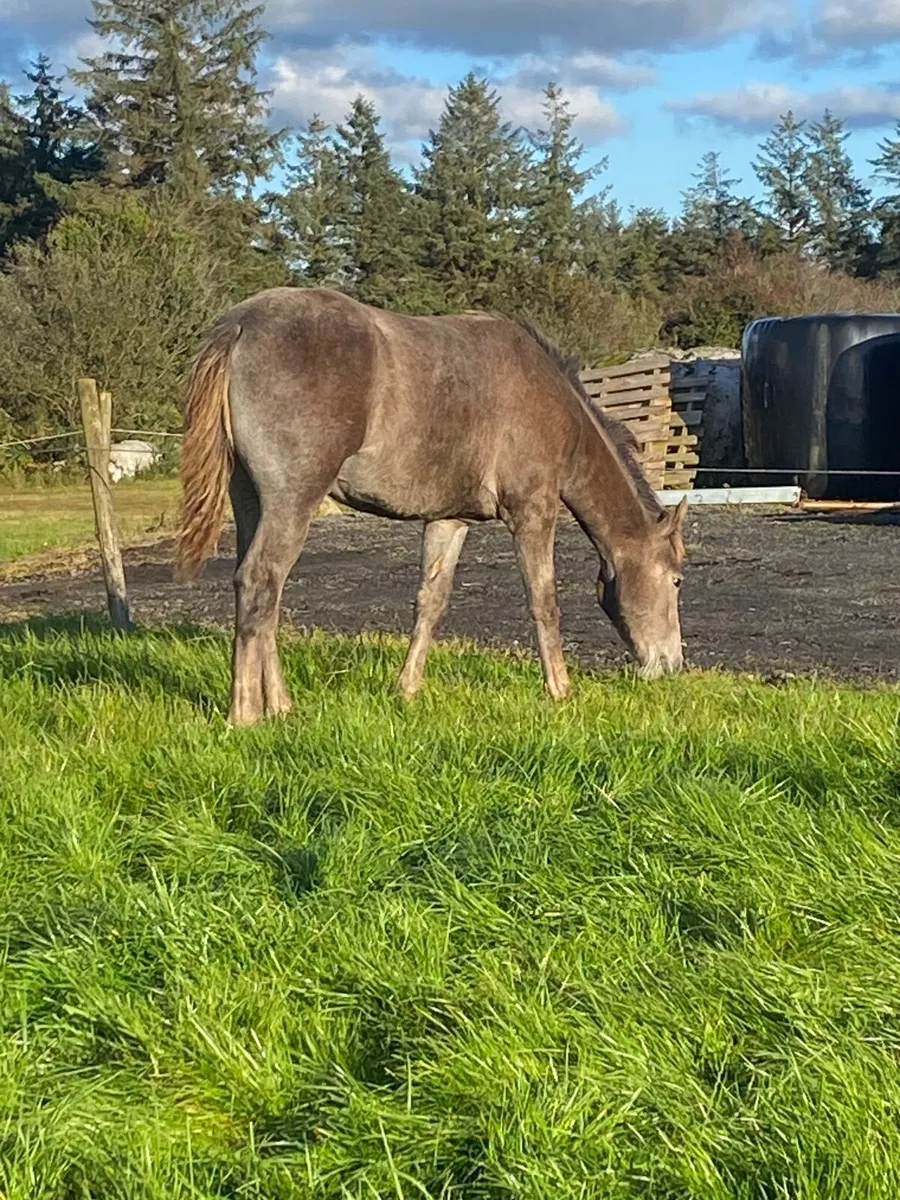 Irish Draught foal - Image 2