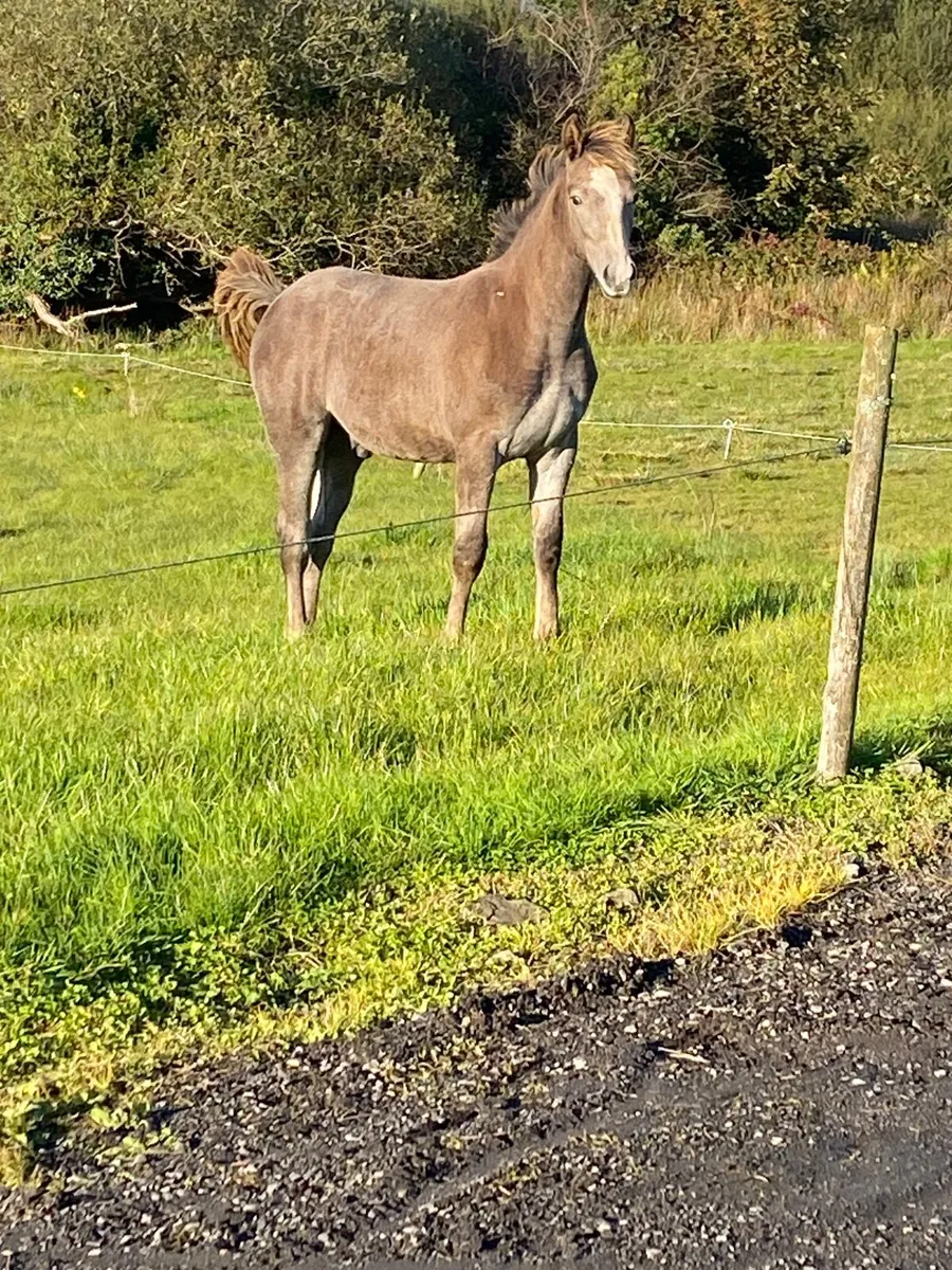 Irish Draught foal - Image 3