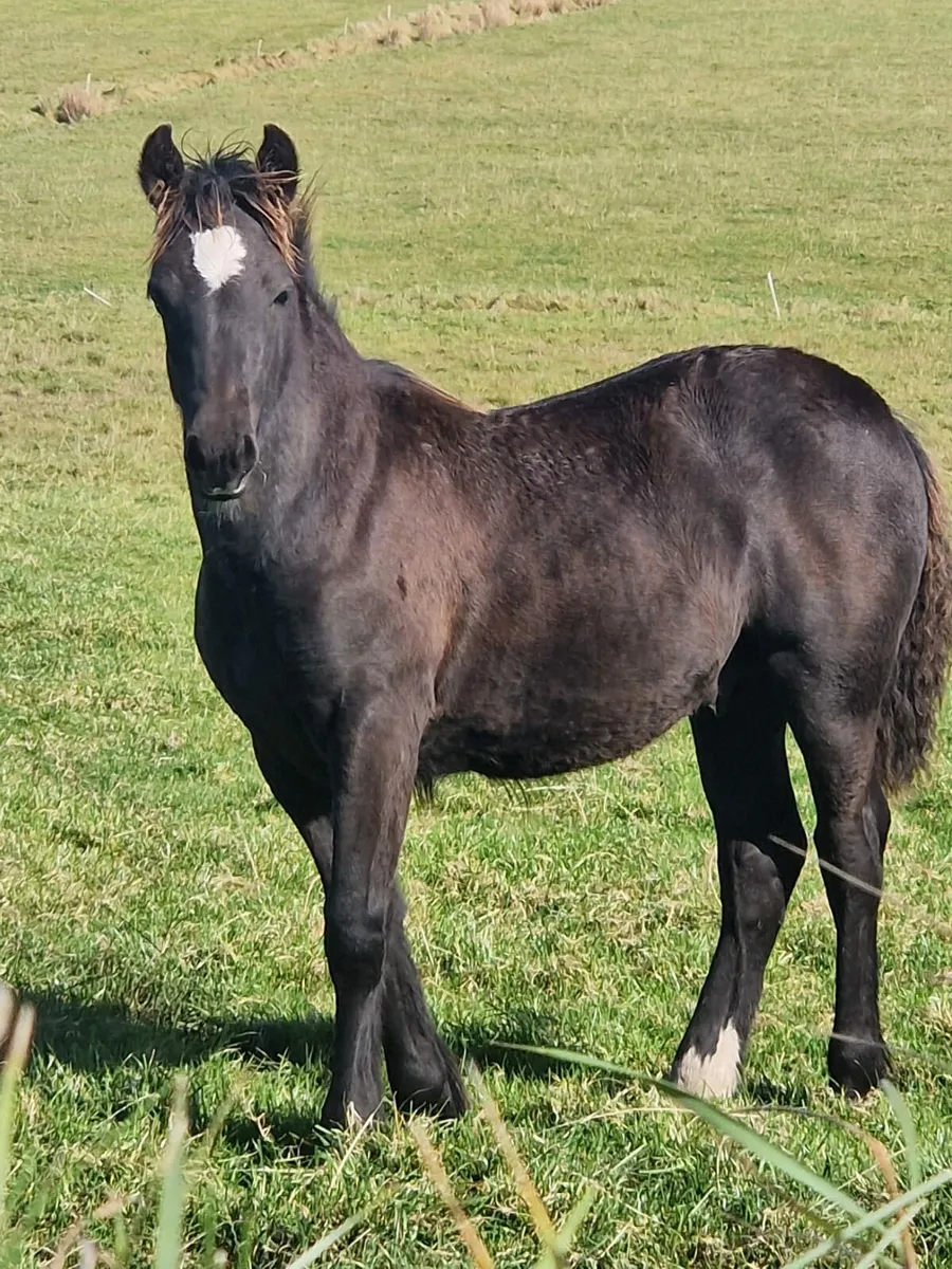 Foal for sale - Image 1