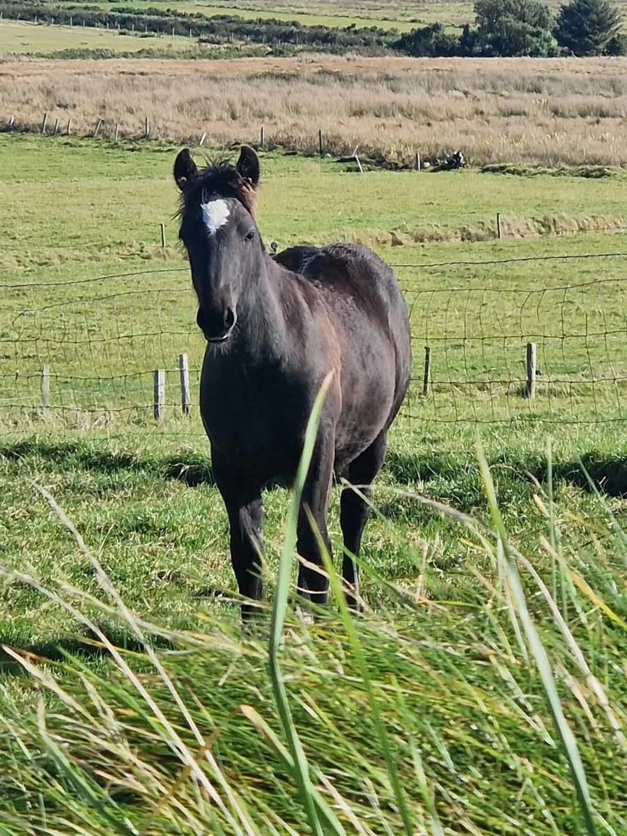 Foal for sale - Image 2