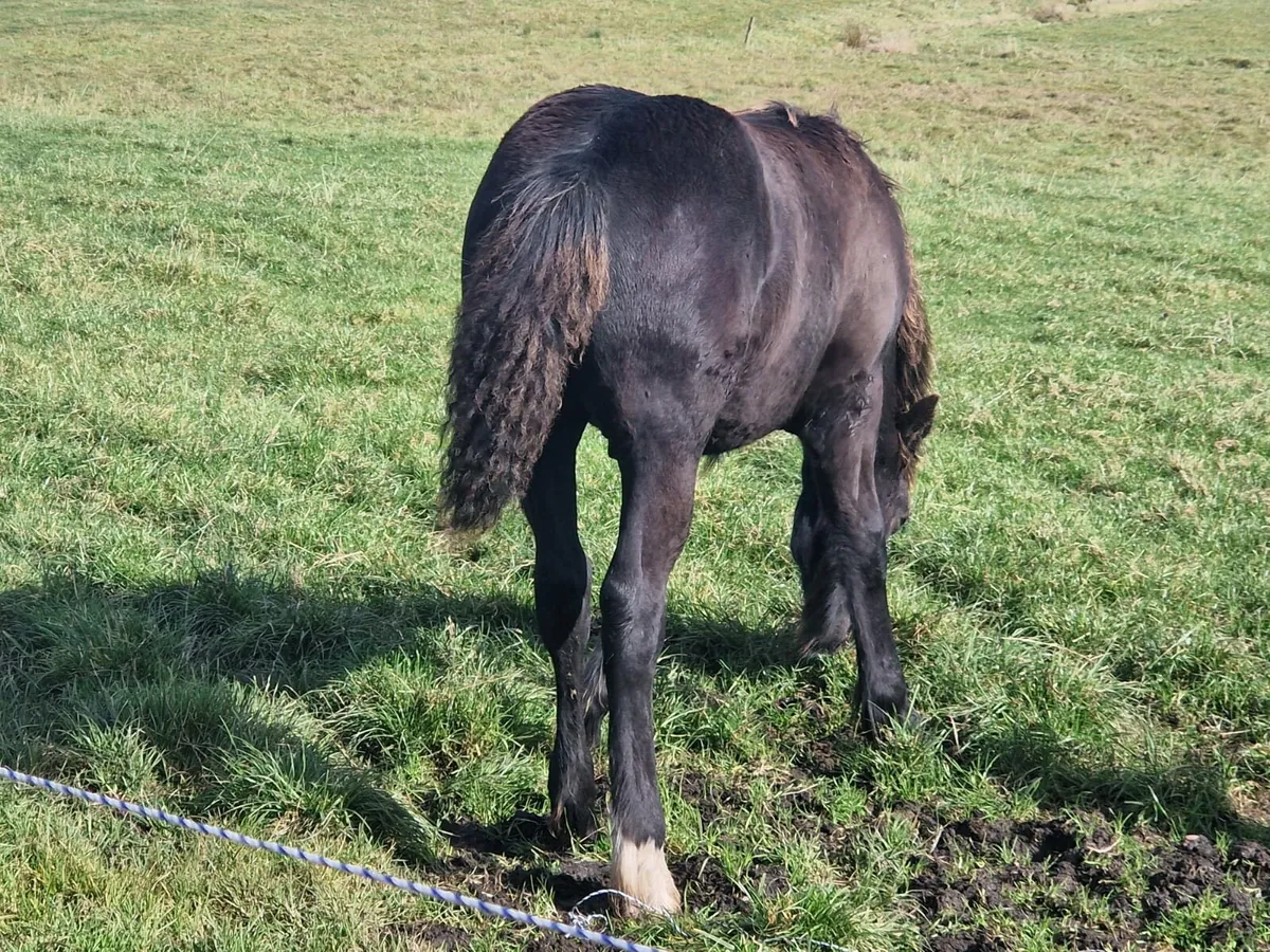 Foal for sale - Image 3