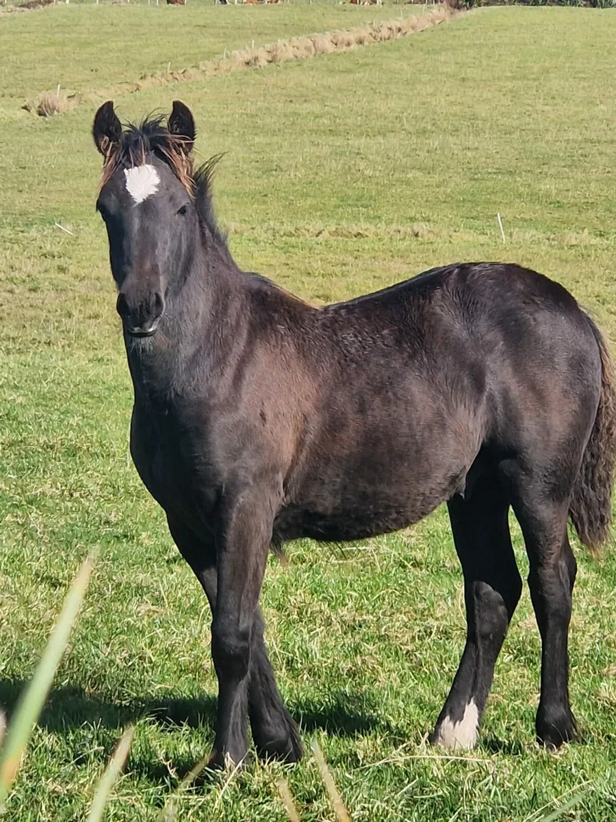 Foal for sale - Image 4