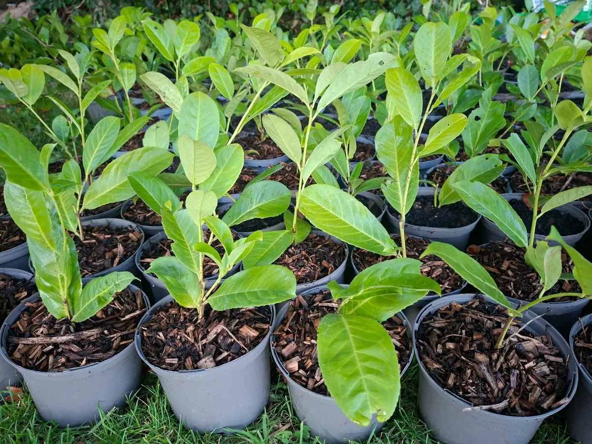 Laurels - Image 1