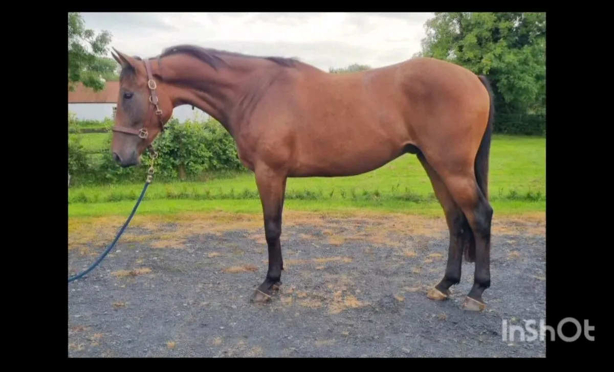 3 year old Gelding by Renaissance Man - Image 2