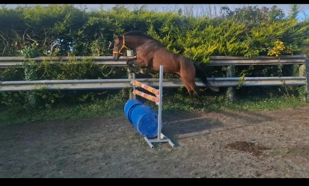 3 year old Gelding by Renaissance Man - Image 3
