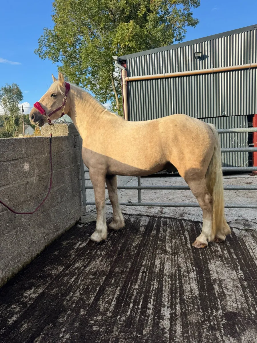 16hh 3yr Old - Image 2