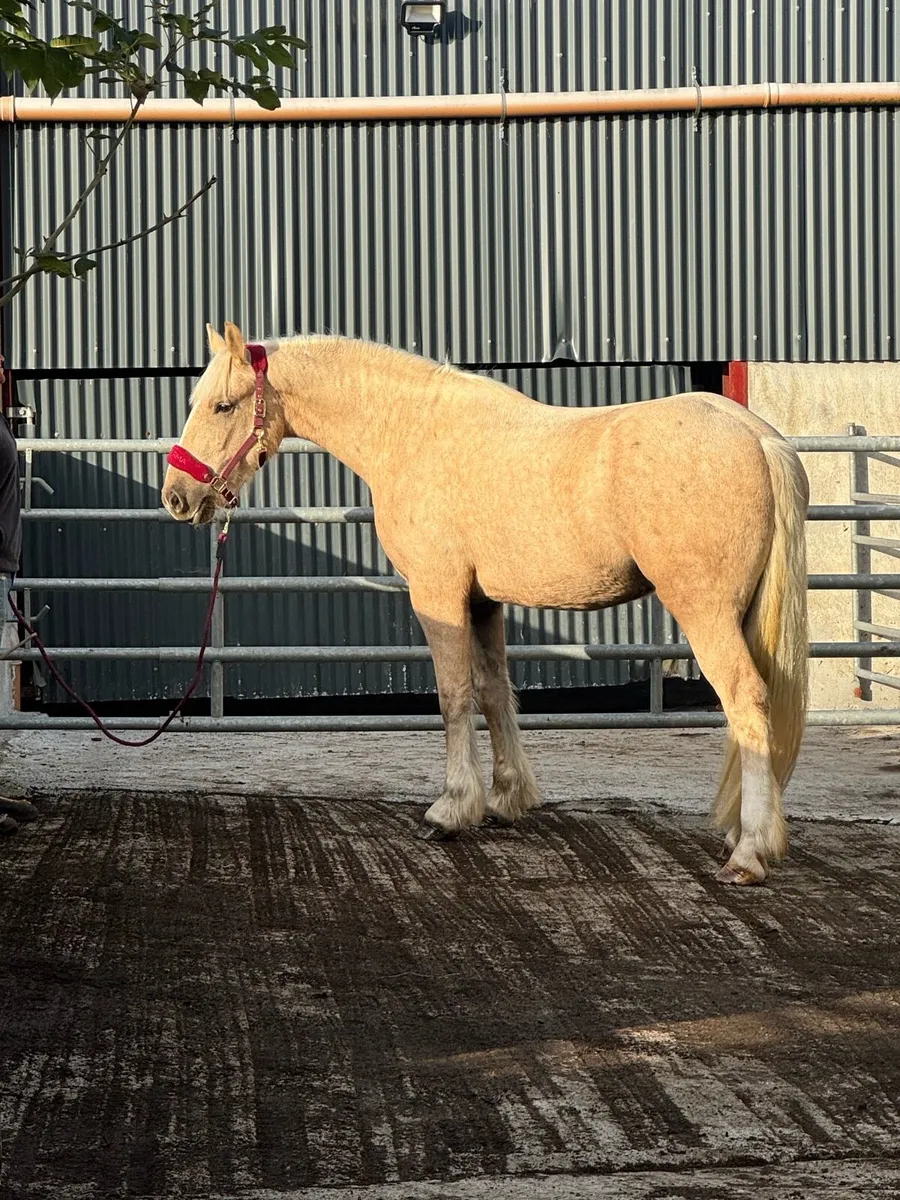 16hh 3yr Old - Image 1