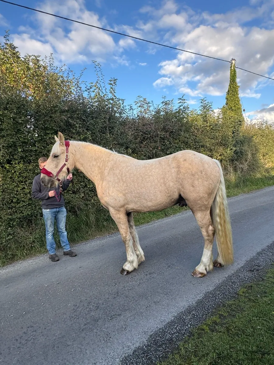16hh 3yr Old - Image 3