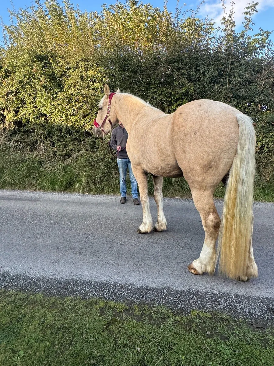 16hh 3yr Old - Image 4
